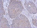 FARSB Antibody in Immunohistochemistry (Paraffin) (IHC (P))