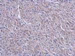 FARSB Antibody in Immunohistochemistry (Paraffin) (IHC (P))