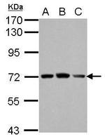 FARSB Antibody in Western Blot (WB)