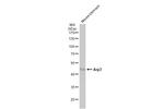 Arp3 Antibody in Western Blot (WB)