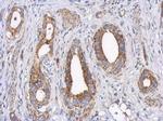 LRP130 Antibody in Immunohistochemistry (Paraffin) (IHC (P))