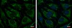 TRAP1 Antibody in Immunocytochemistry (ICC/IF)