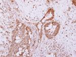 RNF41 Antibody in Immunohistochemistry (Paraffin) (IHC (P))