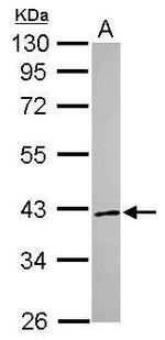 RNF41 Antibody in Western Blot (WB)