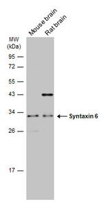 Syntaxin 6 Antibody in Western Blot (WB)