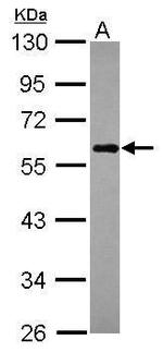 CALCOCO2 Antibody in Western Blot (WB)