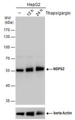 CALCOCO2 Antibody in Western Blot (WB)