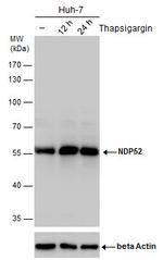 CALCOCO2 Antibody in Western Blot (WB)