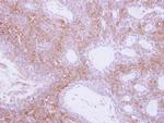 NMUR1 Antibody in Immunohistochemistry (Paraffin) (IHC (P))