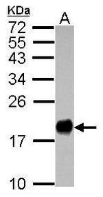 IFITM3 Antibody in Western Blot (WB)