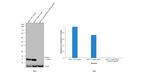 IFITM3 Antibody in Western Blot (WB)