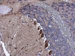 BAIAP2 Antibody in Immunohistochemistry (Paraffin) (IHC (P))