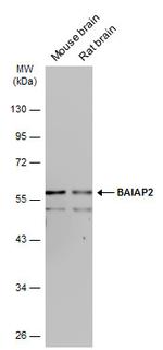 BAIAP2 Antibody in Western Blot (WB)