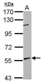 BAIAP2 Antibody in Western Blot (WB)