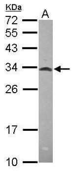 MRPL28 Antibody in Western Blot (WB)