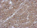 RGS14 Antibody in Immunohistochemistry (Paraffin) (IHC (P))