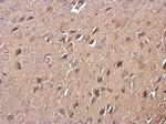 RGS14 Antibody in Immunohistochemistry (Paraffin) (IHC (P))