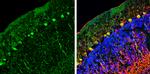 NCKAP1 Antibody in Immunohistochemistry (Frozen) (IHC (F))