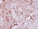 NCKAP1 Antibody in Immunohistochemistry (Paraffin) (IHC (P))