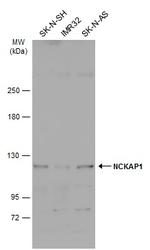 NCKAP1 Antibody in Western Blot (WB)