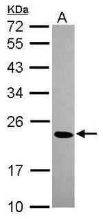 HP1 beta Antibody in Western Blot (WB)