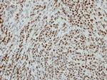 RbAp48 Antibody in Immunohistochemistry (Paraffin) (IHC (P))