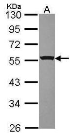 RbAp48 Antibody in Western Blot (WB)