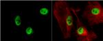 RbAp48 Antibody in Immunocytochemistry (ICC/IF)