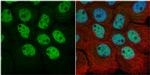 RbAp48 Antibody in Immunocytochemistry (ICC/IF)