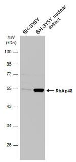 RbAp48 Antibody in Western Blot (WB)