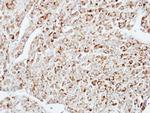 DUSP10 Antibody in Immunohistochemistry (Paraffin) (IHC (P))