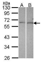 DUSP10 Antibody in Western Blot (WB)