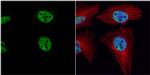 PRDM4 Antibody in Immunocytochemistry (ICC/IF)