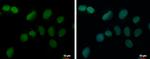 PRDM4 Antibody in Immunocytochemistry (ICC/IF)