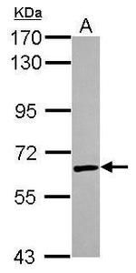 U2AF2 Antibody in Western Blot (WB)