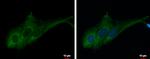 RASA3 Antibody in Immunocytochemistry (ICC/IF)