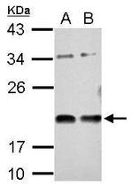 VASH1 Antibody in Western Blot (WB)