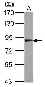 USP33 Antibody in Western Blot (WB)