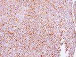 ETEA Antibody in Immunohistochemistry (Paraffin) (IHC (P))