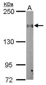 CLASP1 Antibody in Western Blot (WB)