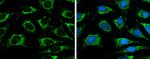 ISCU Antibody in Immunocytochemistry (ICC/IF)