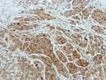 ISCU Antibody in Immunohistochemistry (Paraffin) (IHC (P))