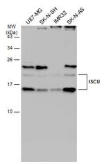 ISCU Antibody in Western Blot (WB)