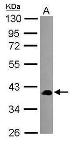 SEC14L2 Antibody in Western Blot (WB)