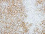 SEC14L2 Antibody in Immunohistochemistry (Paraffin) (IHC (P))