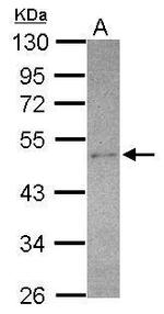 SEC14L2 Antibody in Western Blot (WB)