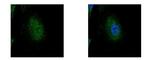 EDC4 Antibody in Immunocytochemistry (ICC/IF)