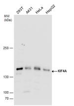 KIF4A Antibody in Western Blot (WB)