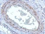 FBXO8 Antibody in Immunohistochemistry (Paraffin) (IHC (P))