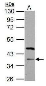 FBXO8 Antibody in Western Blot (WB)